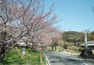 岩屋緑地の桜